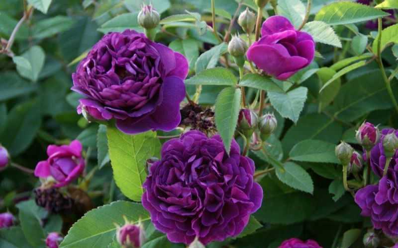 Гибридный сорт чайной розы черный принц: как выращивать плетистый цветок, уход
