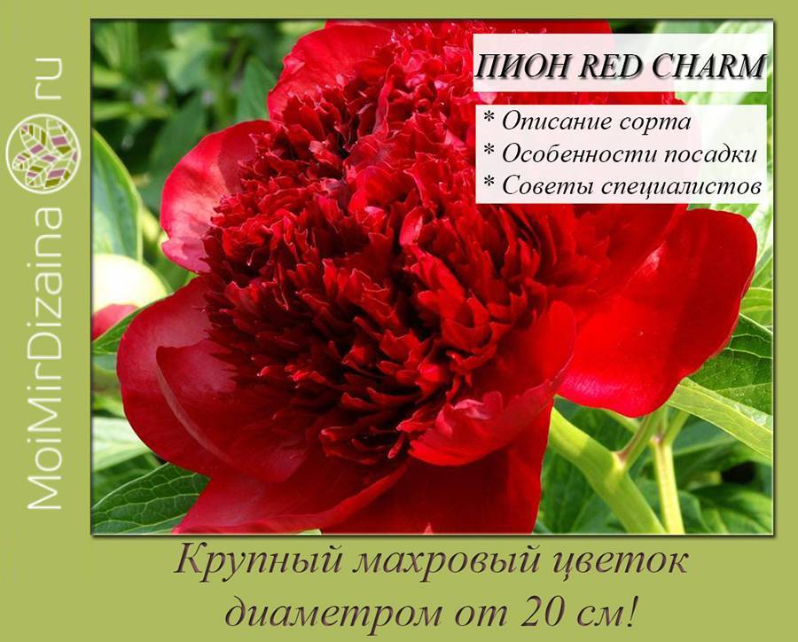 Пион Ред Чарм (Paeonia Red Charm) — характеристики сорта
