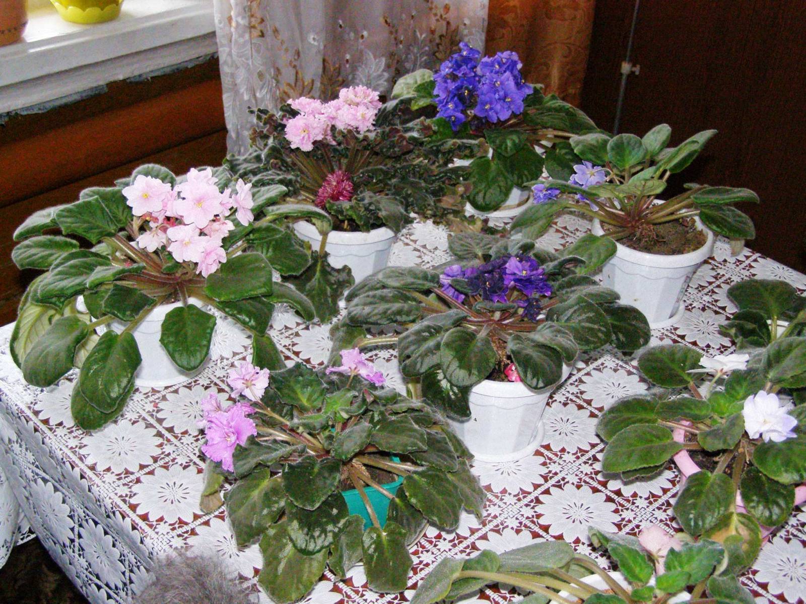 Какие цветы можно держать в спальне, 16 видов и описание