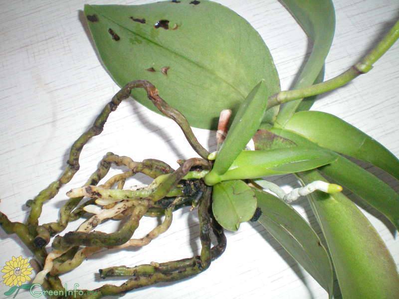 Как пересадить старую орхидею: фото и видео от специалистов