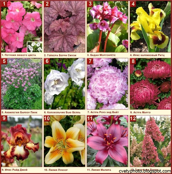 Садовые цветы: фото, названия и описания (каталог)