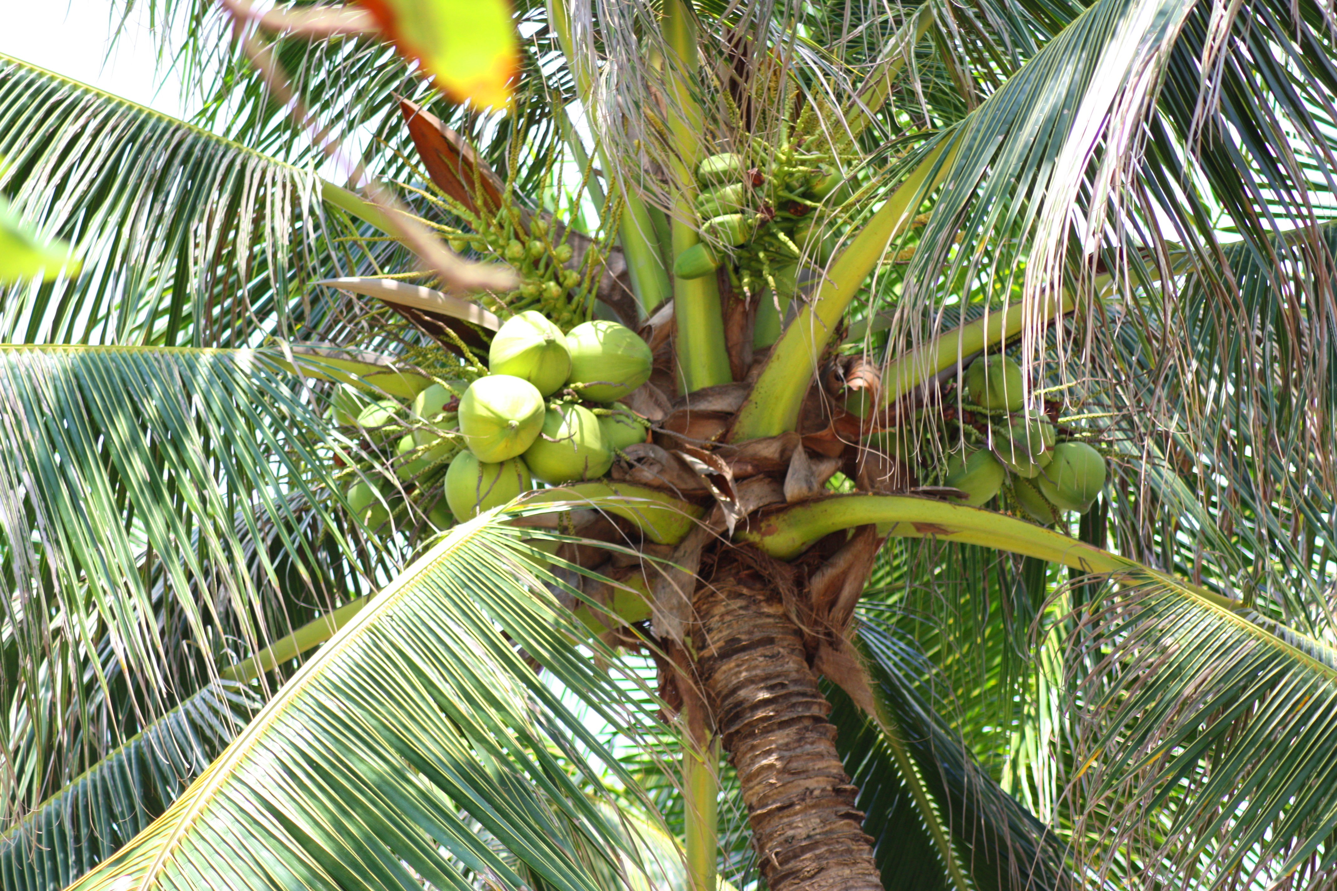 Кокосовая пальма: где и как растет дерево, какая страна считается родиной, сколько людей умирает от плодов? можно ли посадить в домашних условиях?
