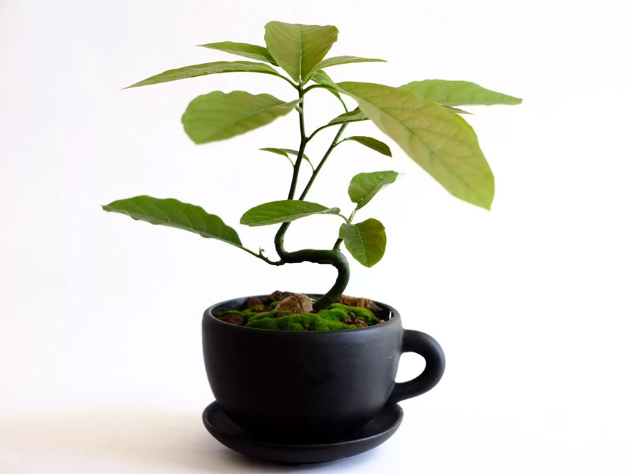 Секреты выращивания авокадо в домашних условиях — ботаничка