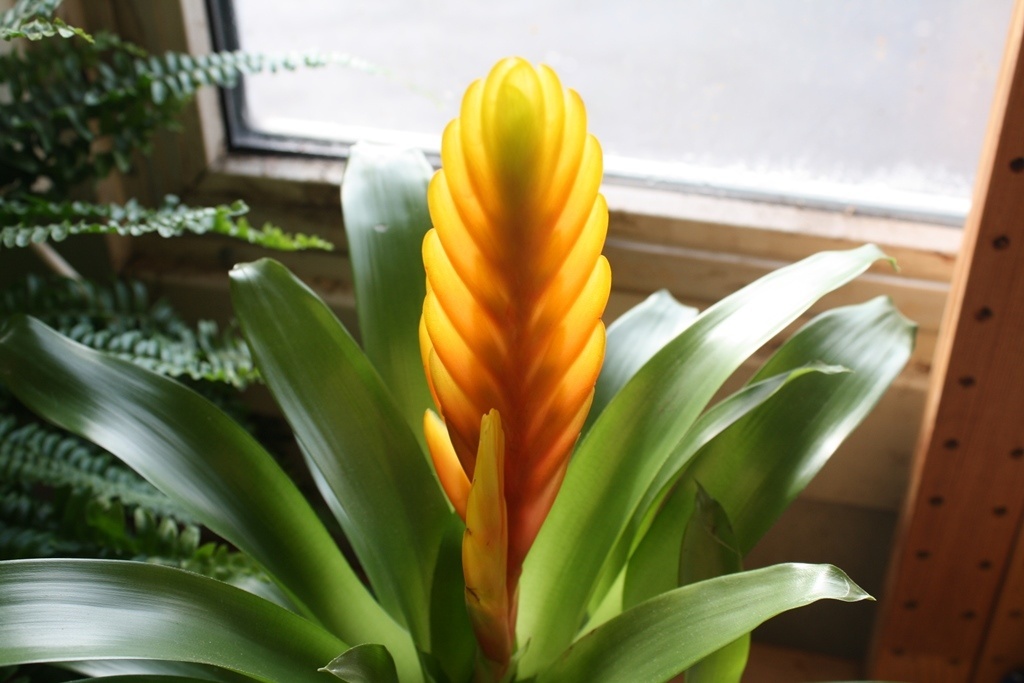 Вриезия (55 фото): уход в домашних условиях, цветок спленриет, блестящая, микс, эра, размножение bromeliaceae, пересадка