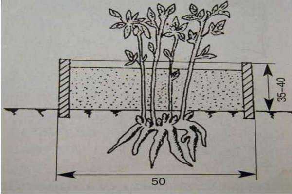 Как правильно посадить хризантему весной, на каком расстоянии сажать, подкормка