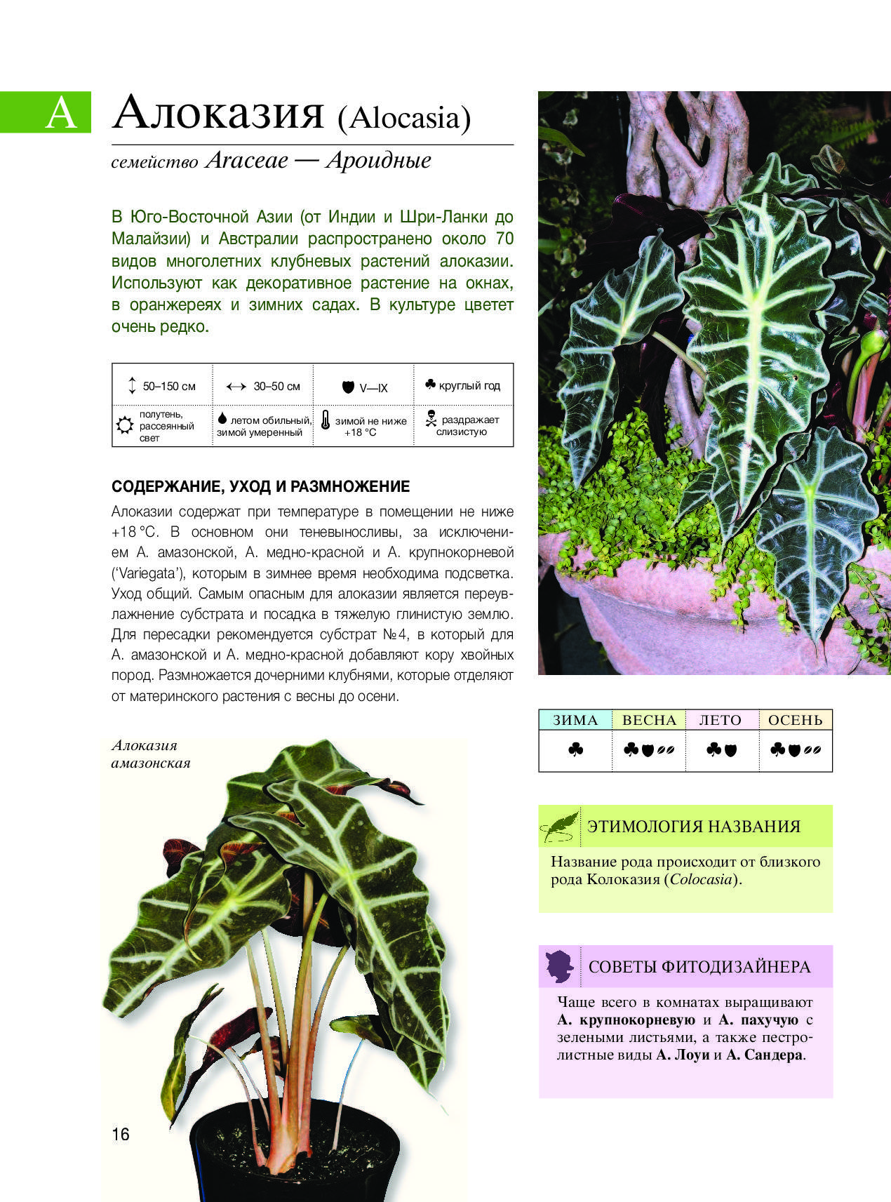 Ароидные araceae - описание, группы ароидных, уход и размножение