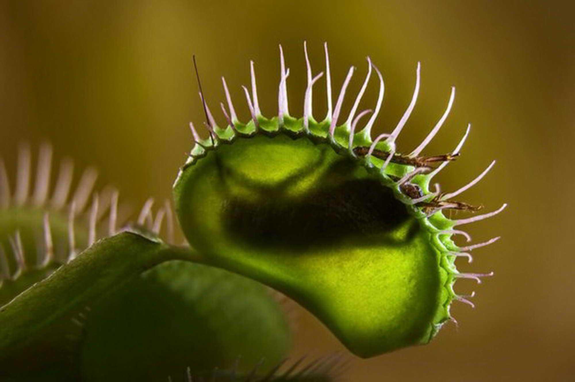 Насекомоядные растения: хищный цветок, который ест мух