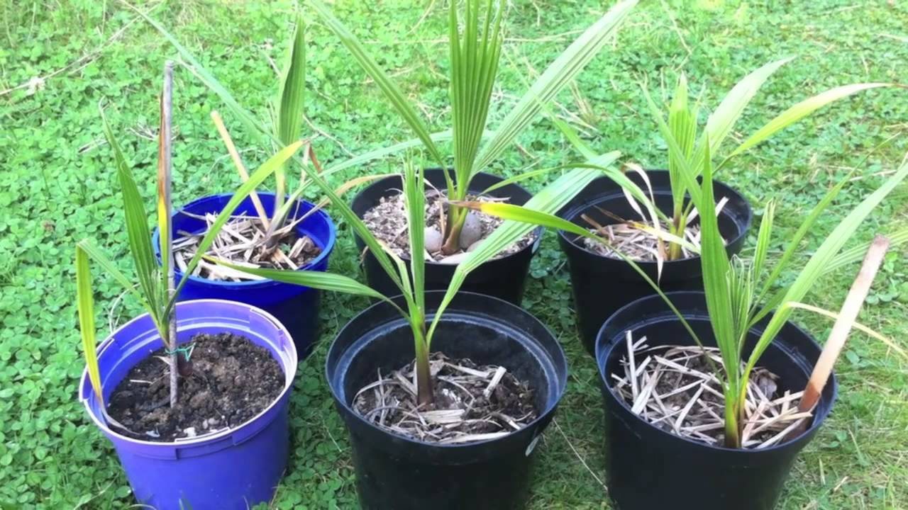 Пальма вашингтония: уход в домашних условиях, фото, описание, особенности выращивание из семян