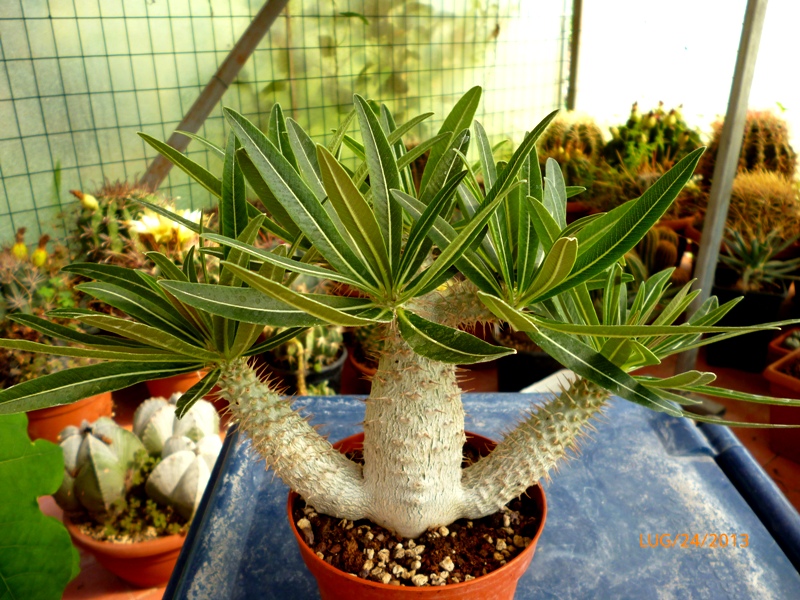 Мадагаскарская пальма пахиподиум