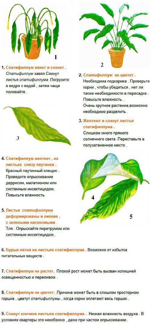 Почему листья растений желтеют – 9 распространенных причин. комнатные растения и участок