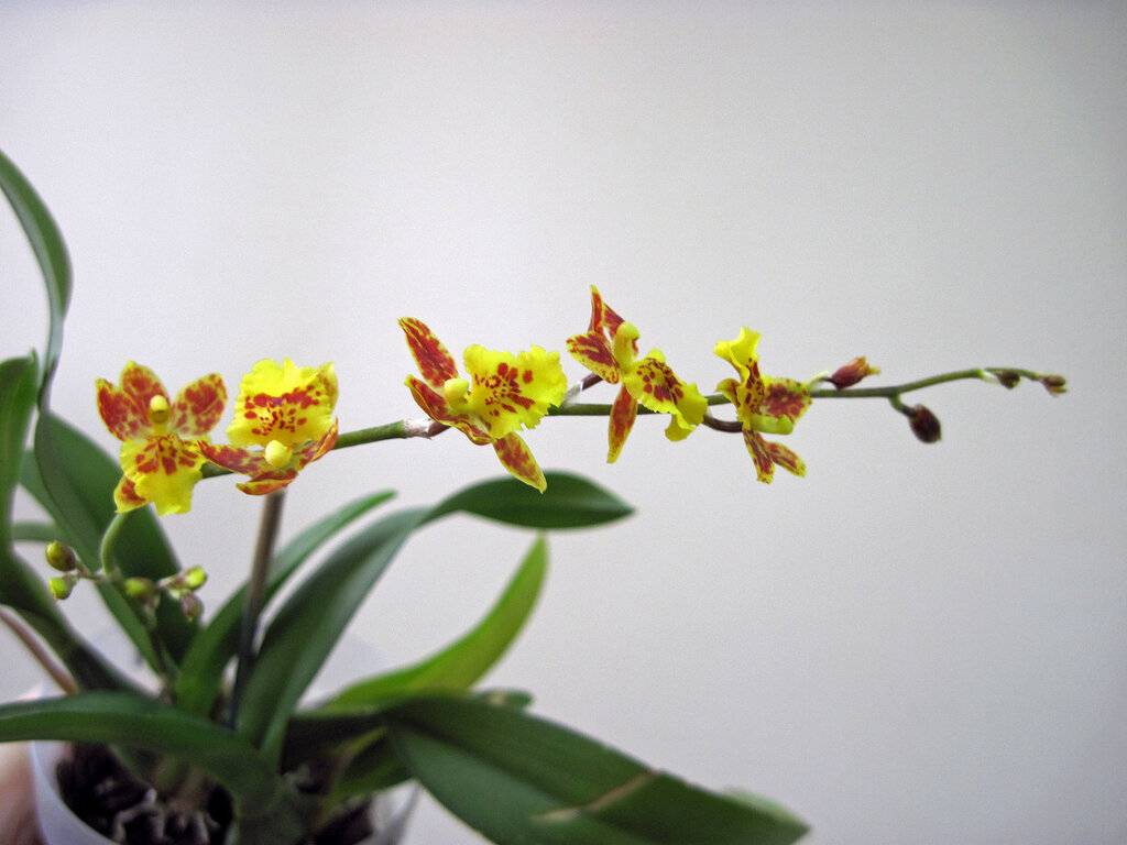 Цвет цветов орхидеи: какие бывают и фото красной, розовой, фиолетовой, сиреневой, тигровой, золотой, оранжевой, бордовой, зеленой, лимонной и разных редких необычных
