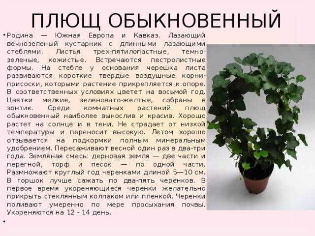 Комнатный плющ: фото с описанием, виды, особенности ухода и секреты выращивания - sadovnikam.ru
