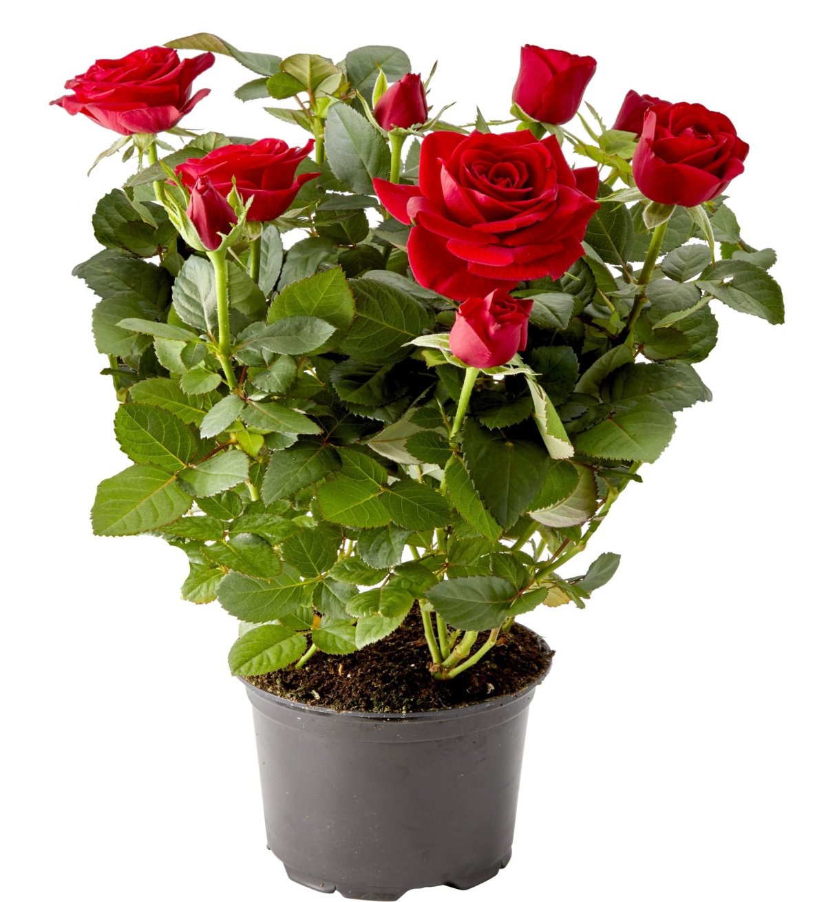 Роза кордана цветок. описание, особенности, виды и выращивание розы кордана | сад и огород.ру