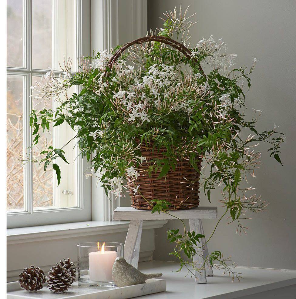 Самые ароматные комнатные растения. цветы с лучшим запахом. список названий с фото — ботаничка