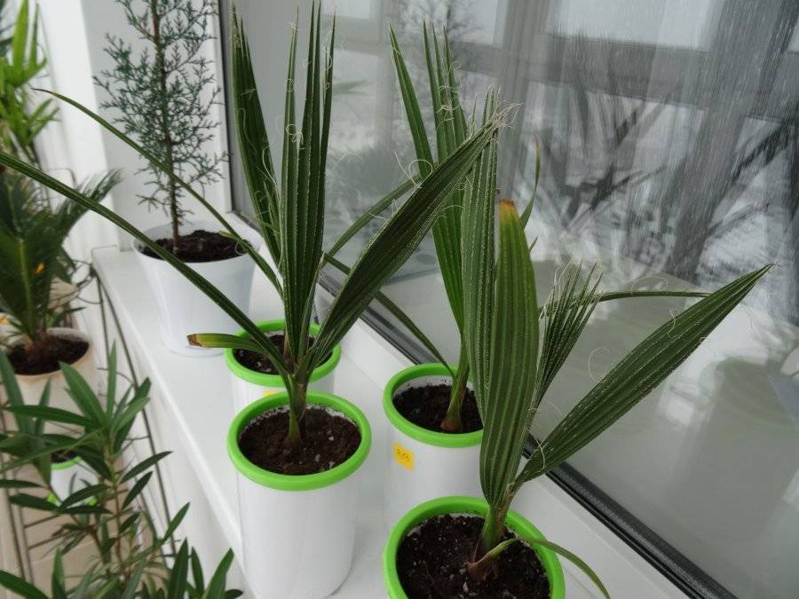 Вашингтония - домашняя пальма - уход в домашних условиях, выращивание из семян, описание