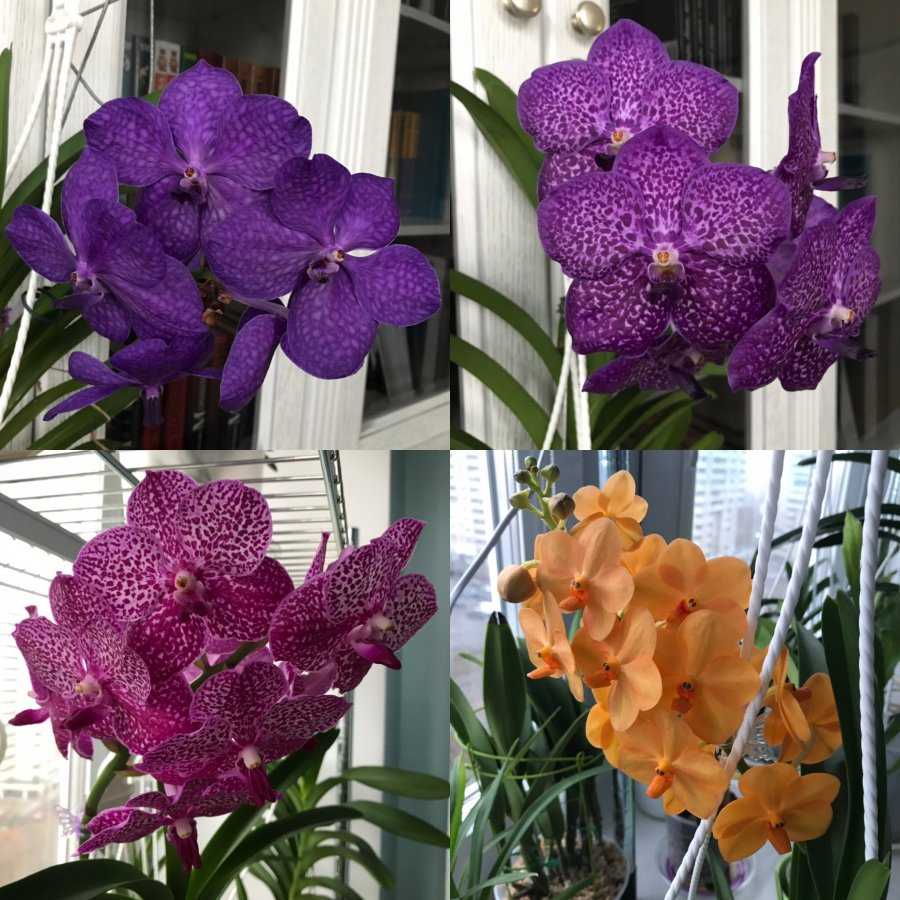 Орхидея ванда: уход в домашних условиях
