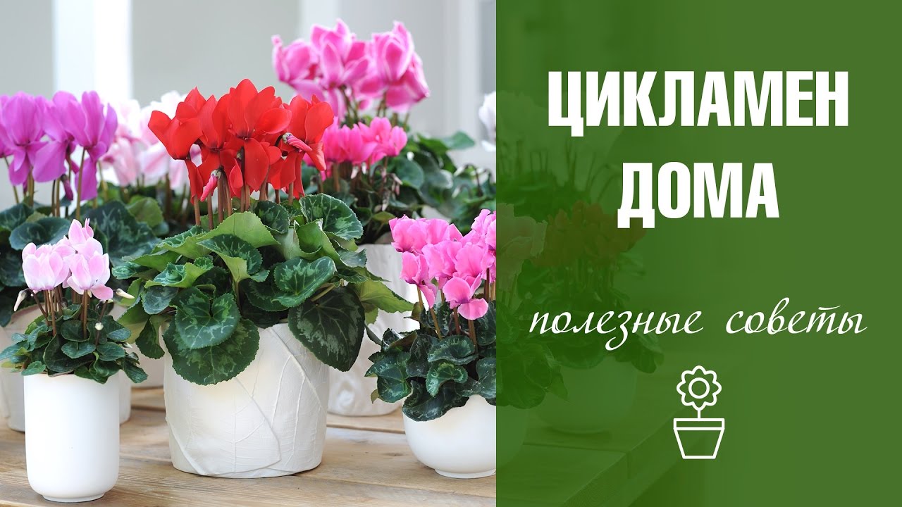 Цикламен - выращивание и уход за цветком в домашних условиях