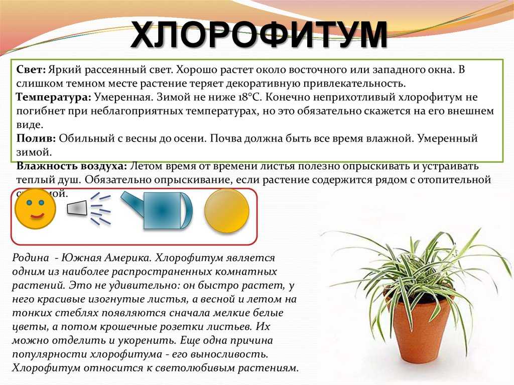 Выращивание хлорофитума оранжевого: как посадить, ухаживать, удобрять, размножать