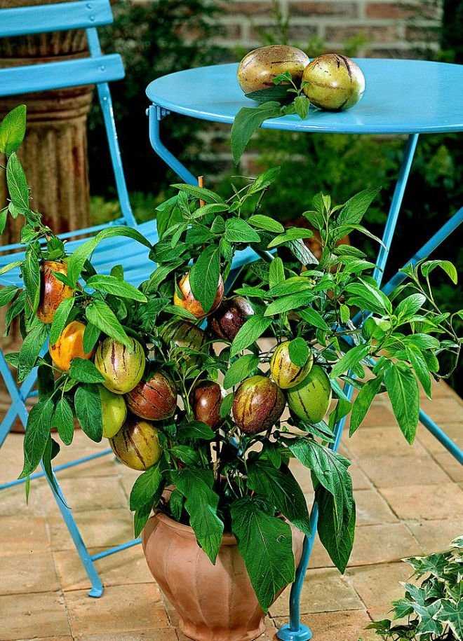 Выращивание экзотического плода пепино на даче или в квартире. особенности посадки и ухода