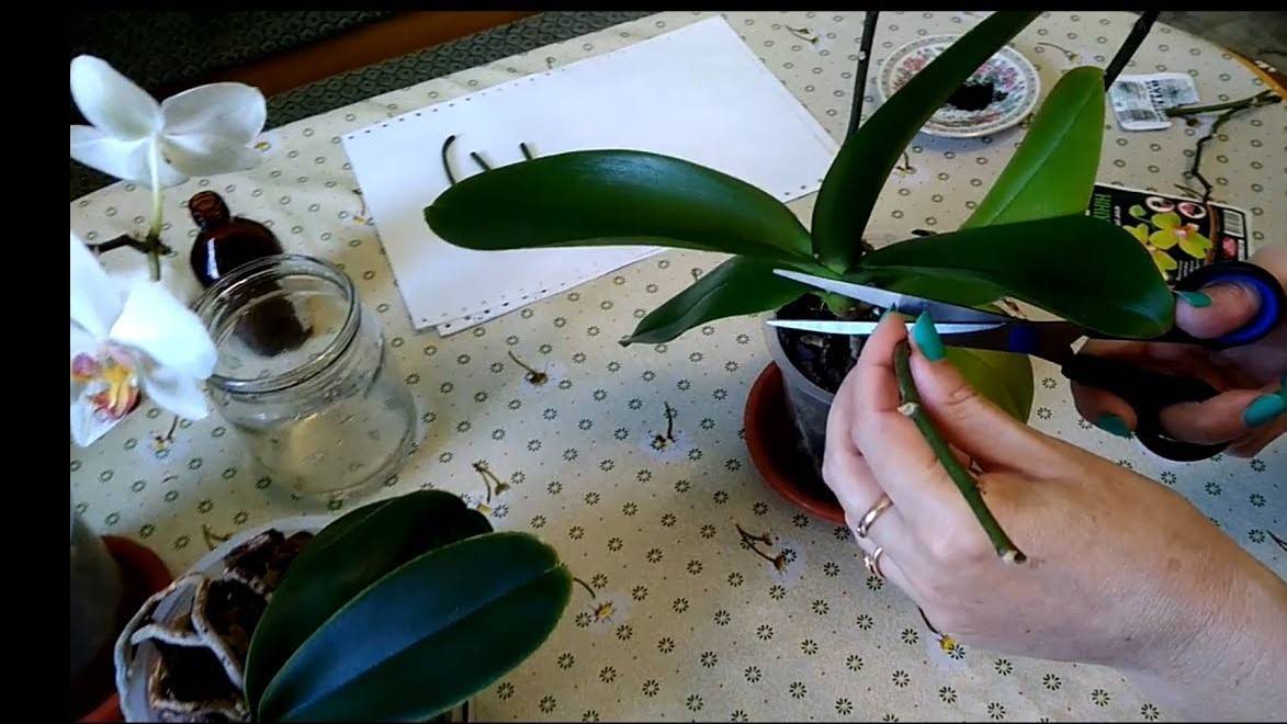 Орхидея фаленопсис: размножение в домашних условиях