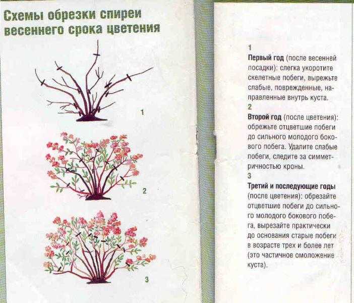 Спирея: посадка в открытый грунт и уход, выращивание в саду