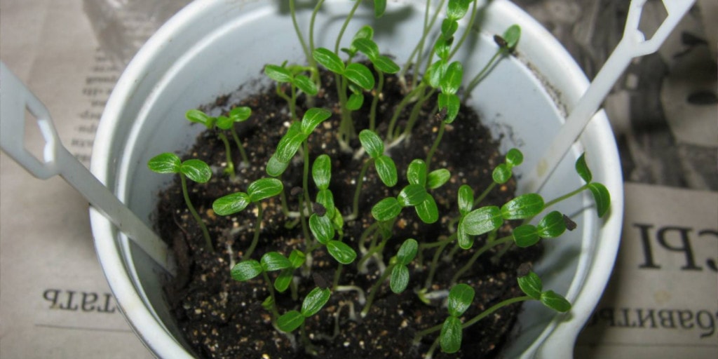 Катарантусы: выращивание из семян и их фото, когда и как сажать на рассаду пошагово с видео | оазис в доме