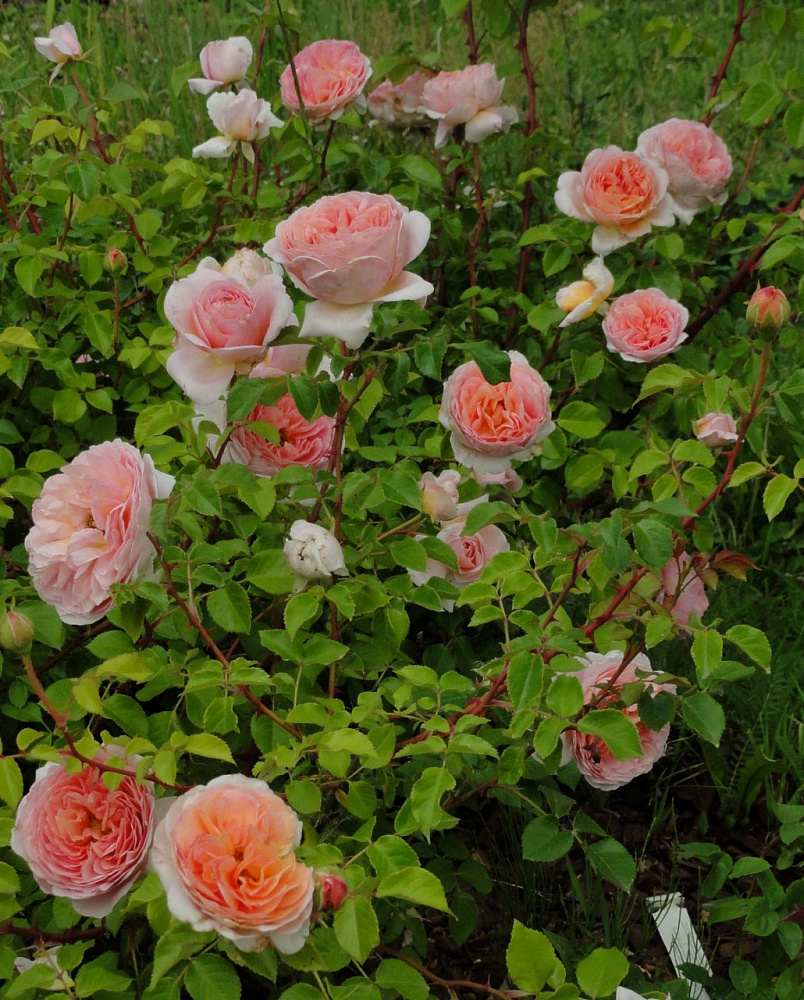 Роза абрахам дерби (abraham darby): описание сорта парковой английской розы, посадка и уход