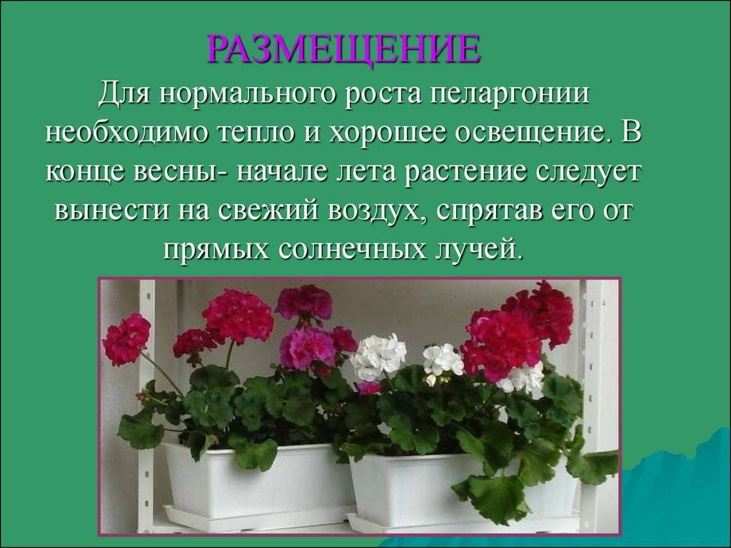 Чем герань отличается от пеларгонии: описание, особенности выращивания и полива, фото - sadovnikam.ru