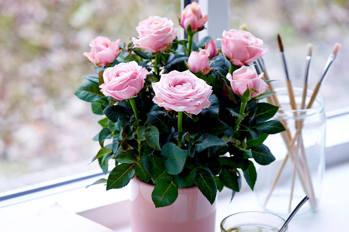 Как вырастить розу из букета: можно ли укоренить розу из подаренного на праздник букета?