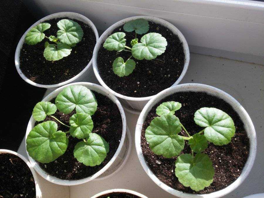 Выращиваем пеларгонию из семян — фото, пошаговая инструкция, советы по уходу