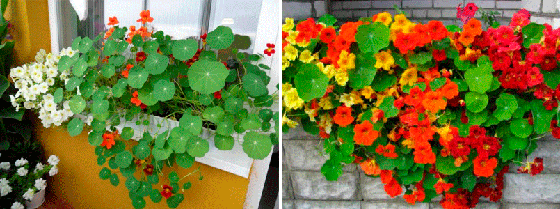 Как вырастить настурцию из семян на даче и на балконе