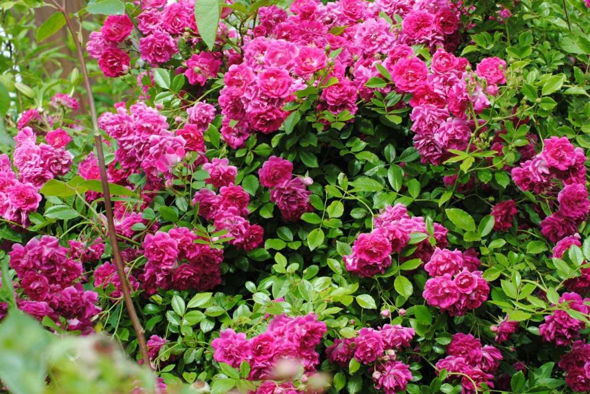 Роза супер дороти энциклопедия роз | мой сад и огород