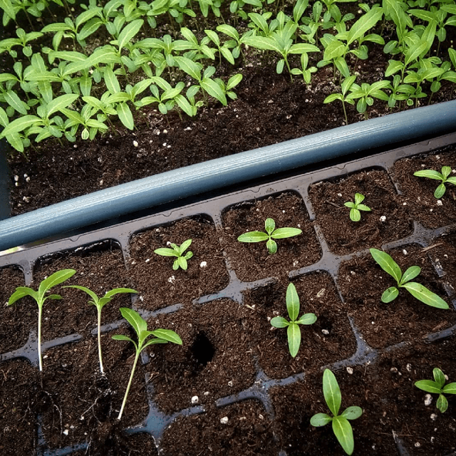 Выращивание катарантуса из семян и особенности посадки на рассаду