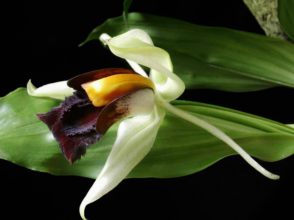 Особенности орхидеи рода целогина | cельхозпортал