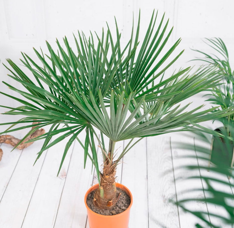 Пальма трахикарпус: выращивание и уход в домашних условиях, описание видов вагнер, форчуна и другие