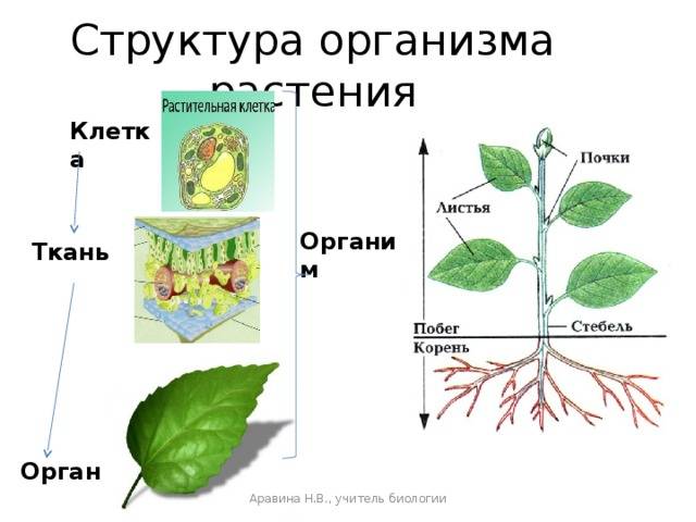 Конспект по биологии "растительная ткань" - учительpro