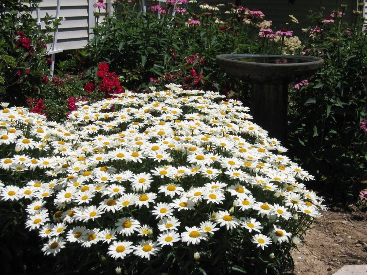Ромашка садовая многолетняя посадка и уход, крупный цветок, фото