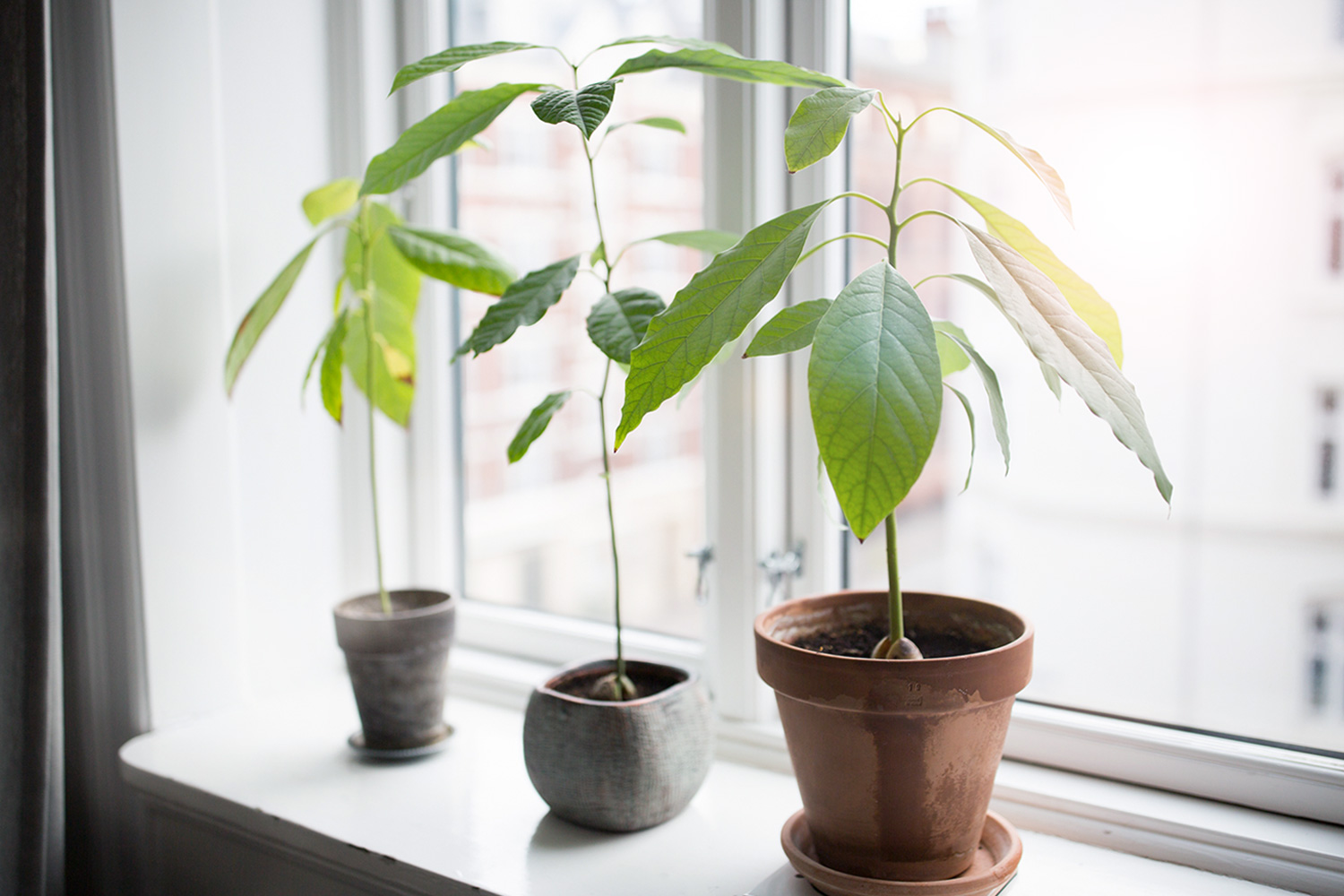 Как посадить авокадо из косточки в домашних условиях, пошаговая инструкция и советы по дальнейшему уходу