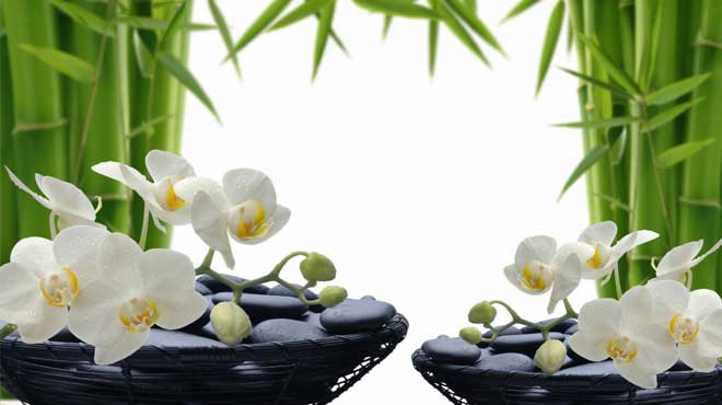 Можно ли держать дома орхидею: приметы и суеверия