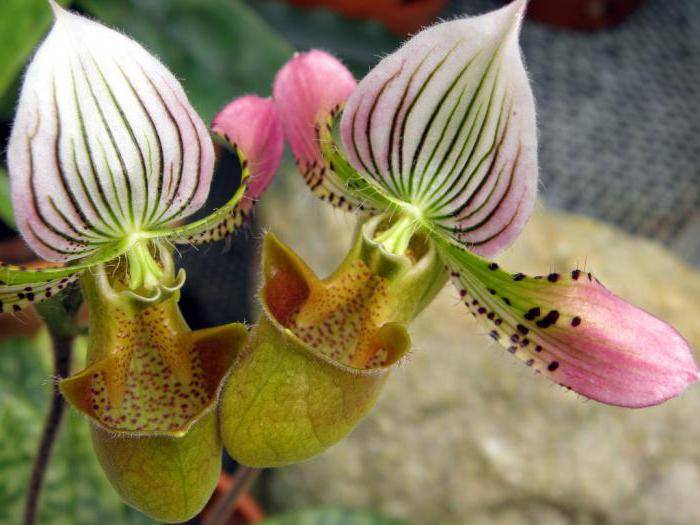 Почему не цветет орхидея венерин башмачок
