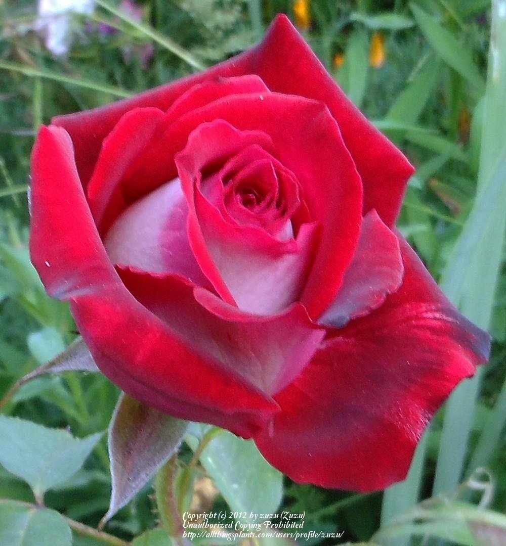 Роза осирия: особенности сорта и рекомендации по выращиванию