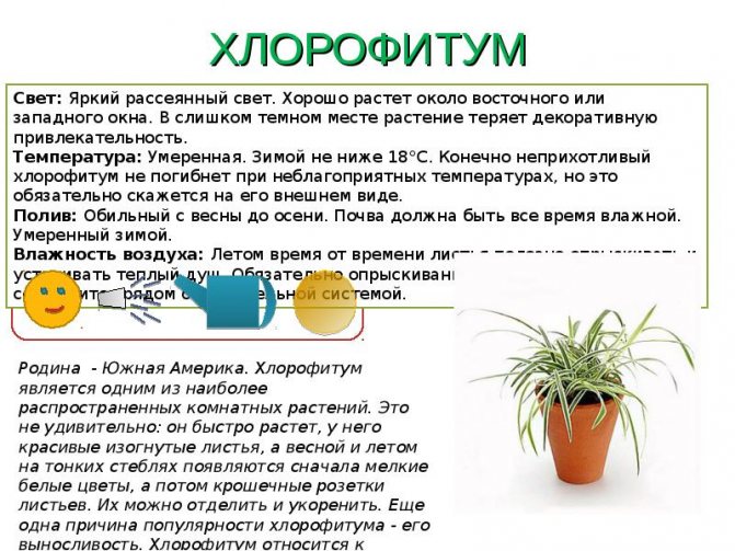 Как пересадить хлорофитум в домашних условиях? удобрения и грунт для хлорофитума - handskill.ru