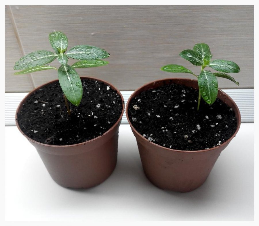 Катарантус ампельный: выращивание из семян в домашних условиях