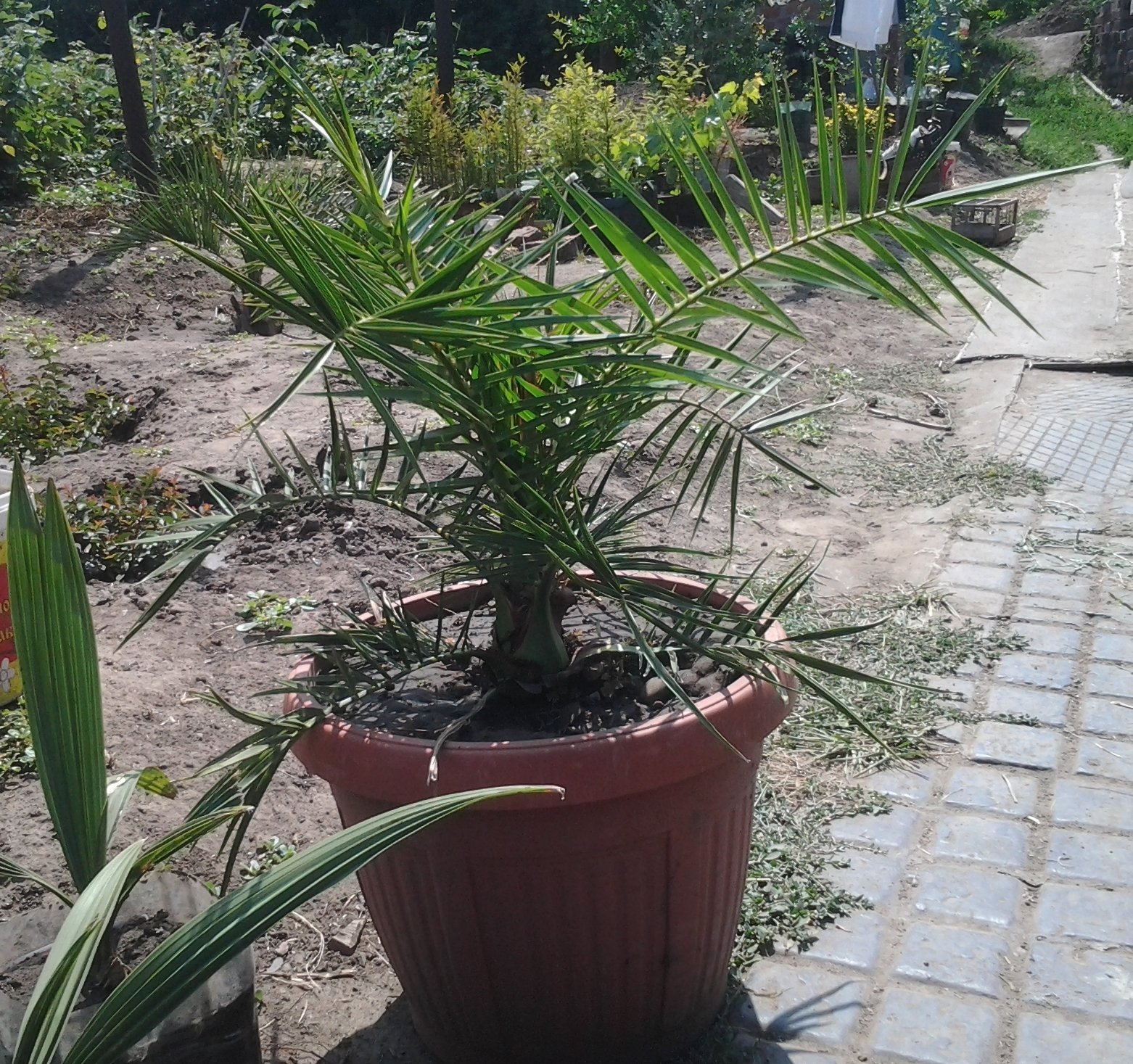 Финиковая пальма из косточки в домашних условиях, размножение, пересадка