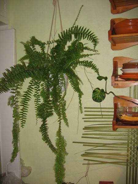 Можно ли дома выращивать папоротник как комнатное растение?