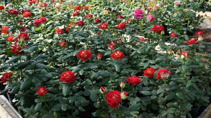 Роза амбер куин: особенности агротехники и посадки
