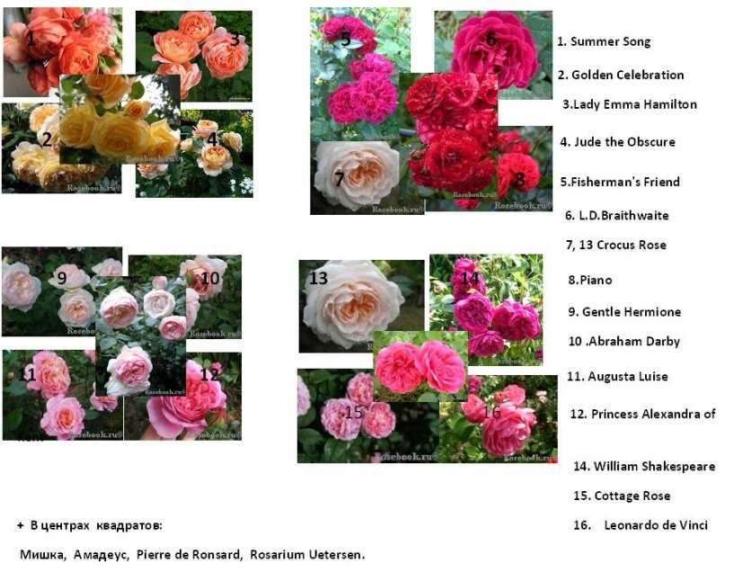 Роза лидия: описание, посадка, уход, болезни и вредители, размножение
