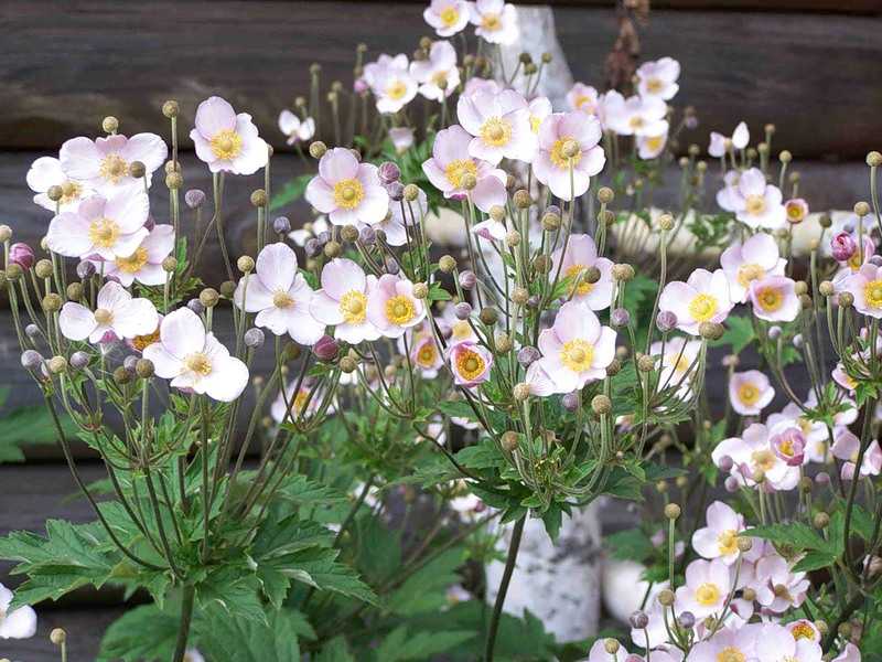 Анемона японская, осенняя красавица в домашнем саду - комнатные и садовые растения, уход за ними sad-doma.net
