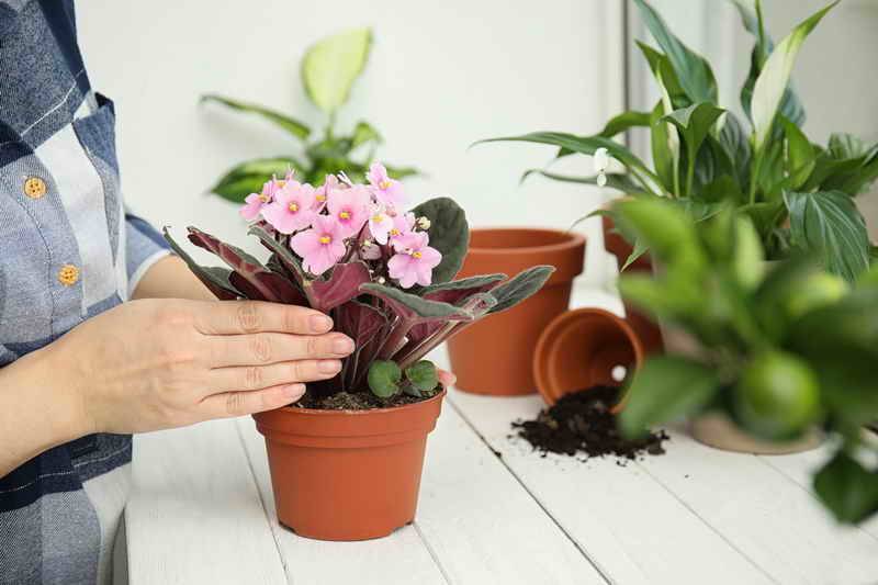 Гидропоника в домашних условиях для комнатных растений: виды и методы гидропонного выращивания