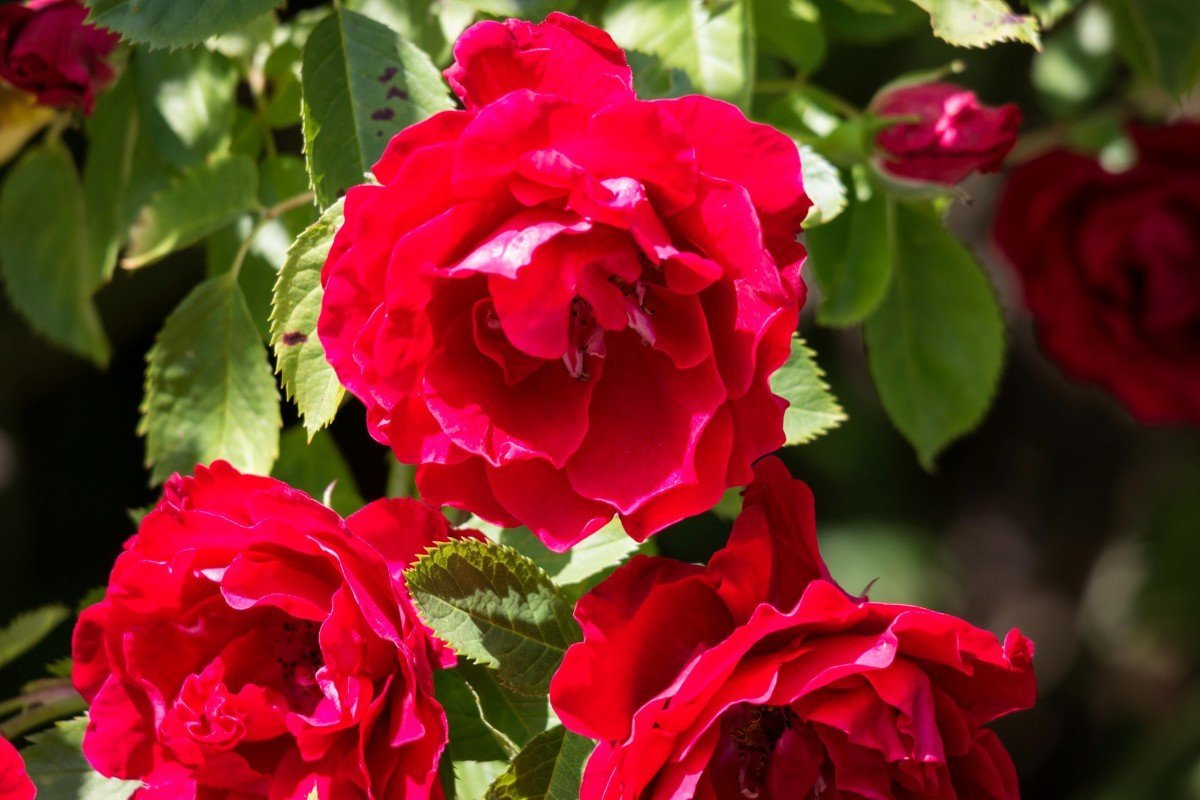 Сорта розовых роз: плетистые, нежно-розовые и чайно-гибридные, фото
